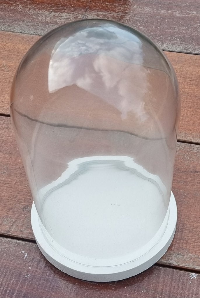 Glazen stolp hoogt 24 cm met houten voet 17 cm, Huis en Inrichting, Woonaccessoires | Stolpen, Ophalen of Verzenden, Gebruikt