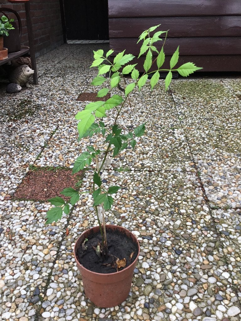 STEK ORANJE TROMPETPLANT CAMPSIS, Tuin en Terras, Ophalen, Volle zon, Vaste plant, Klimplanten