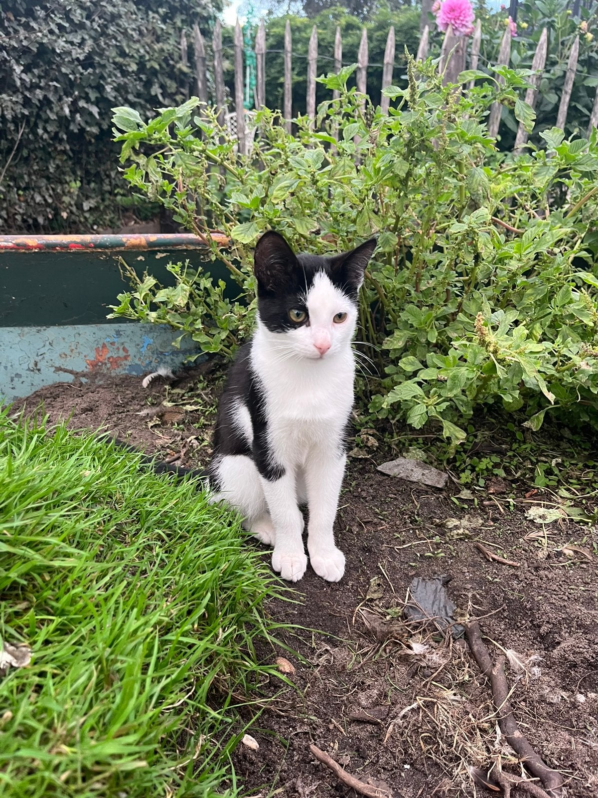 Goed huisje gezocht | Lieve kittens | katertje, Dieren en Toebehoren, Meerdere dieren, Kortharig, 0 tot 2 jaar