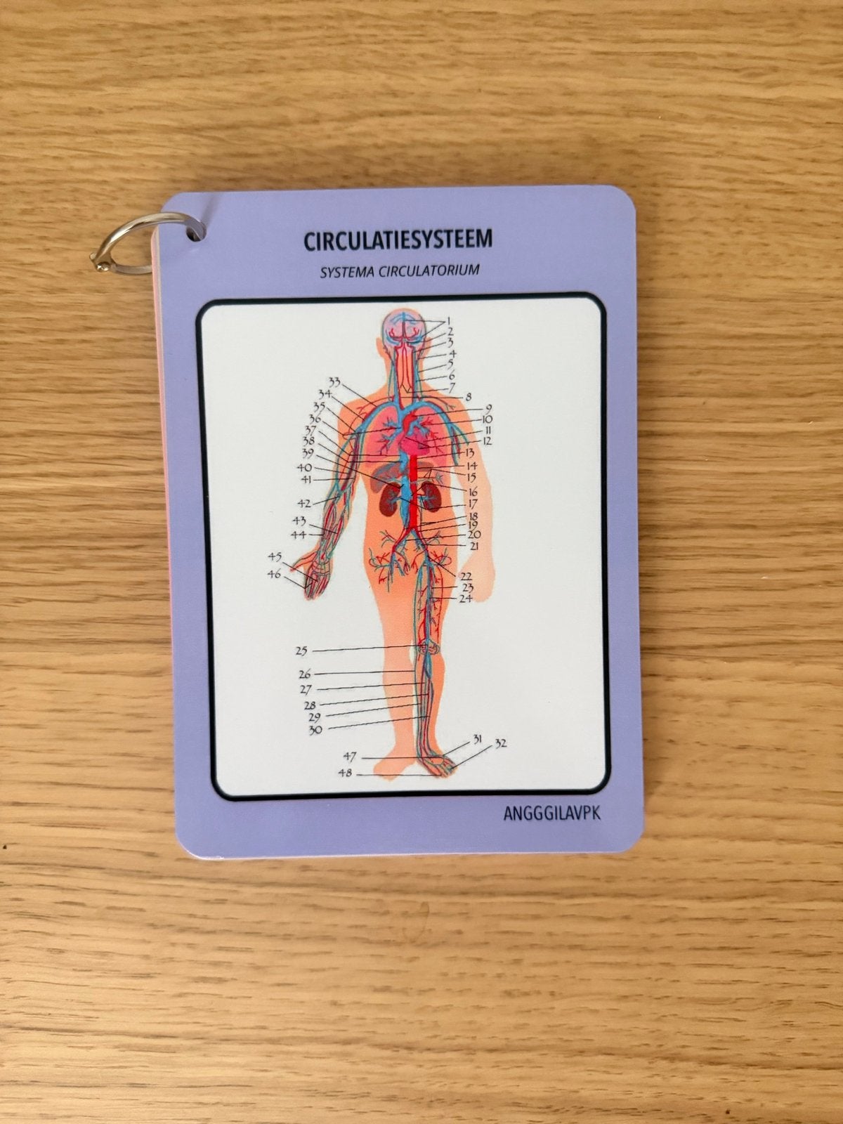 Anatomie Flashcards - nieuw, Ophalen of Verzenden, Zo goed als nieuw