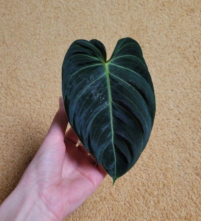 Gewortelde Philodendron Melanochrysum stek, Overige soorten, Minder dan 100 cm, Groene kamerplant, Halfschaduw