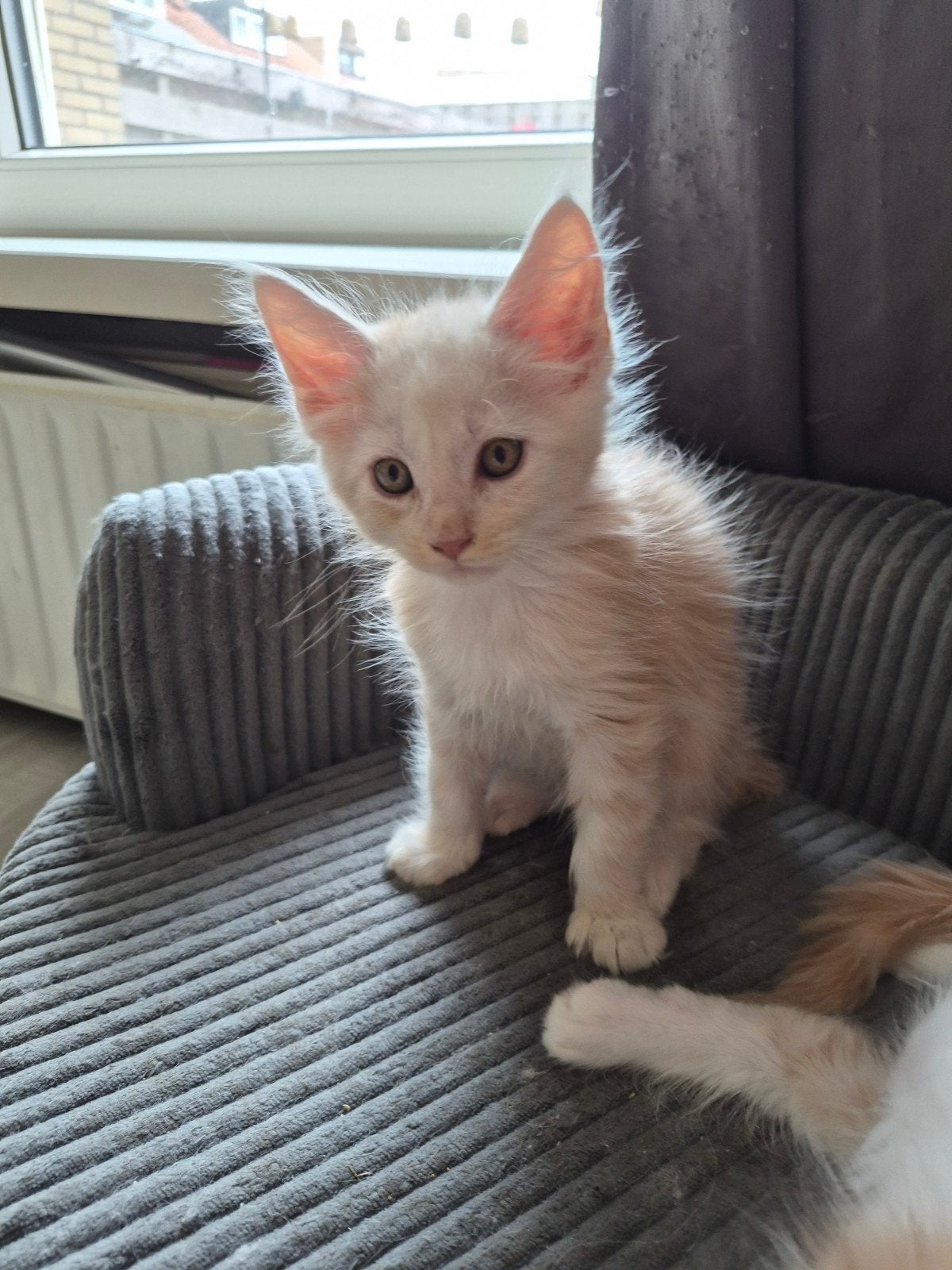 main coon kater optie danique, Dieren en Toebehoren, Katten en Kittens | Raskatten | Langhaar, Kater, Gechipt, 0 tot 2 jaar