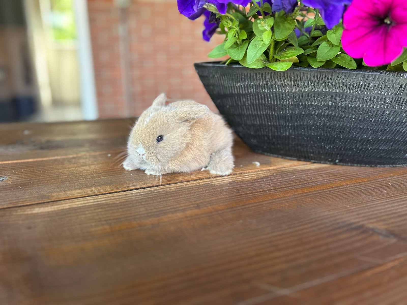 Kleine konijntjes / mini lop / minilop, Meerdere dieren, Dwerg