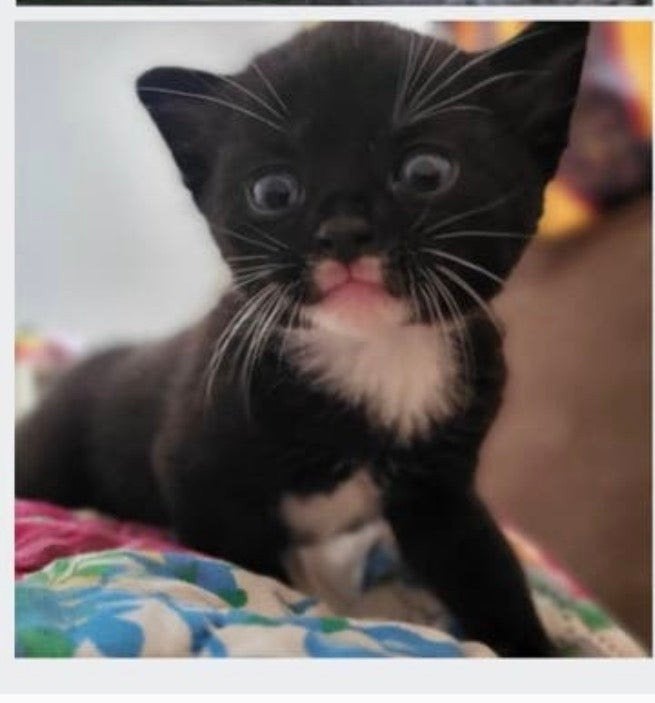 FOREVER HOME GEZOCHT VOOR 2 LIEVE KITTENS, Dieren en Toebehoren, Katten en Kittens | Raskatten | Korthaar, Meerdere dieren, Ontwormd