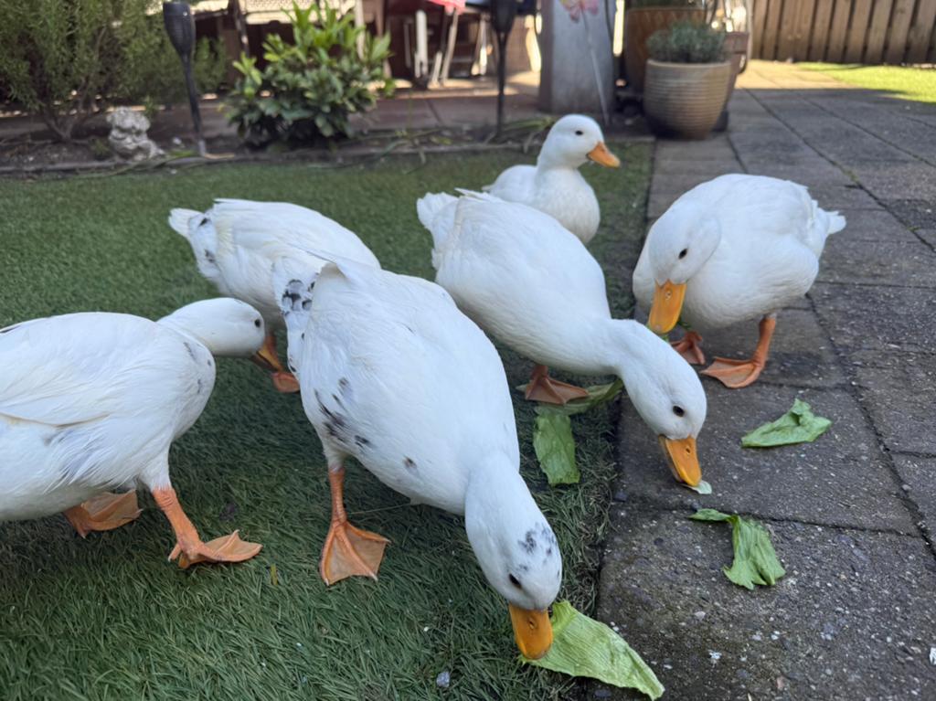 Jonge Hollandse kwakers, Meerdere dieren, Kip