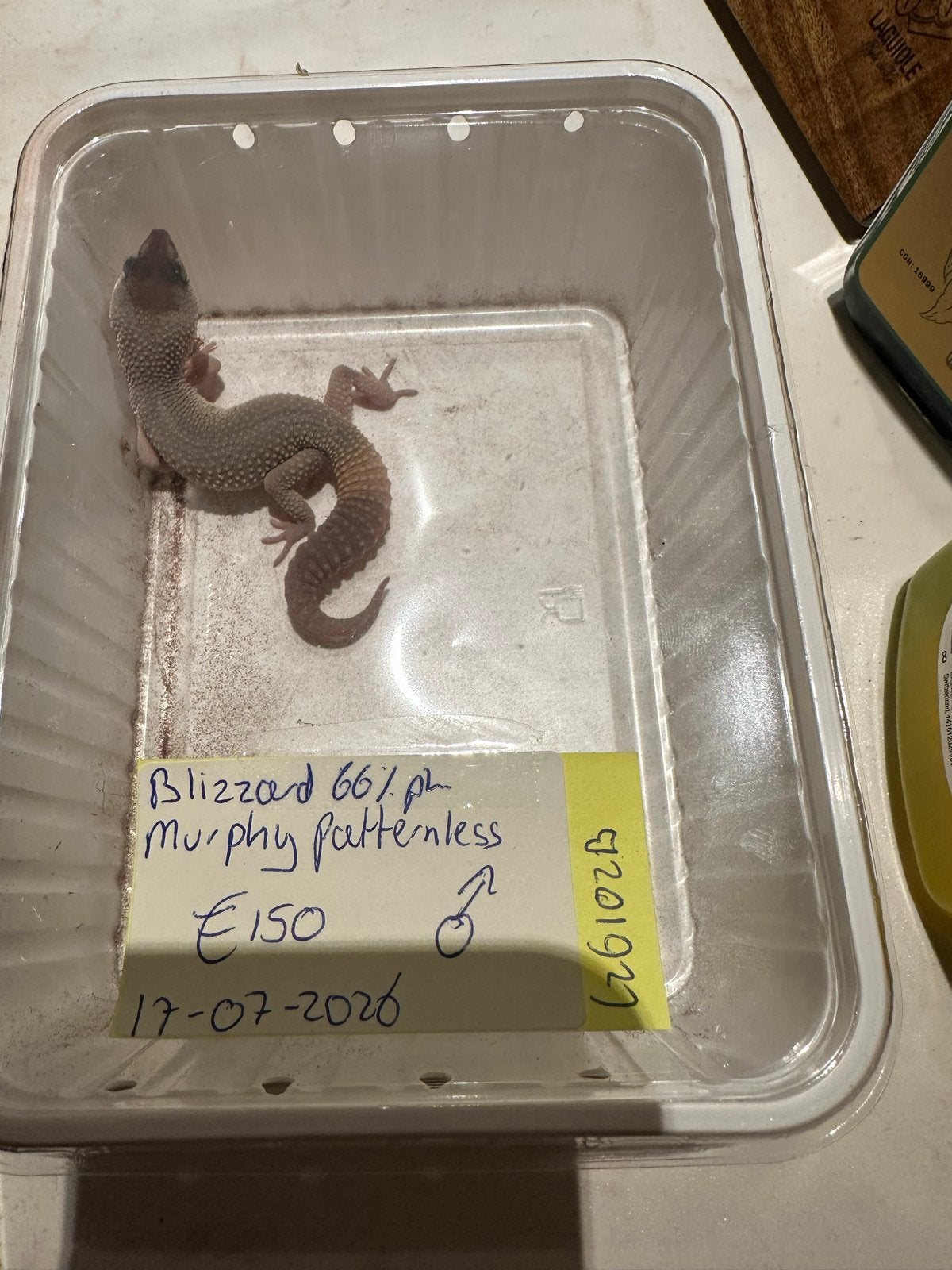 Luipaard gekko 1.0 blizzard murphy patterles Leopard Gecko photo 2