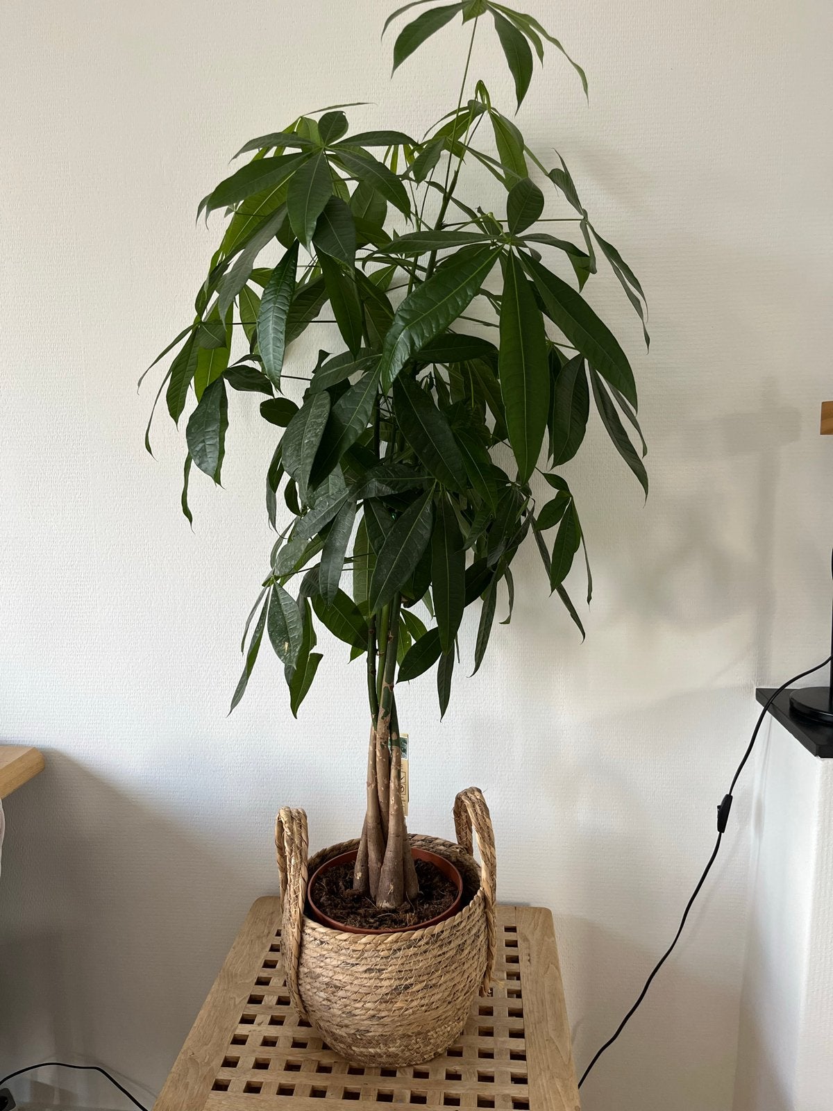 Pachira plant met mand (geldboom), Ophalen, Halfschaduw, 100 tot 150 cm
