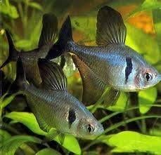 Hobbyaquarium Hyphessobrycon Megalopterus/Zwarte Fantoomzalm, Vis, Zoetwatervis, Schoolvis