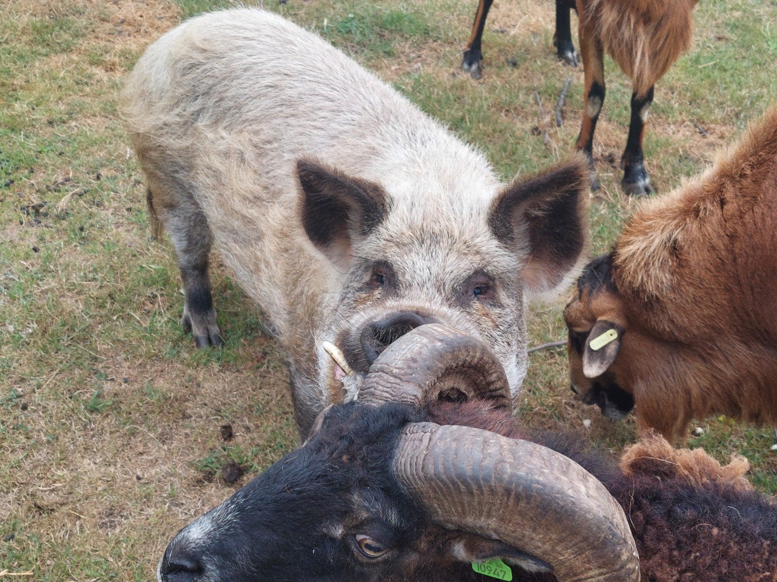 Kune Kune varken (borg), Dieren en Toebehoren, Mannelijk, Varken, 6 jaar of ouder