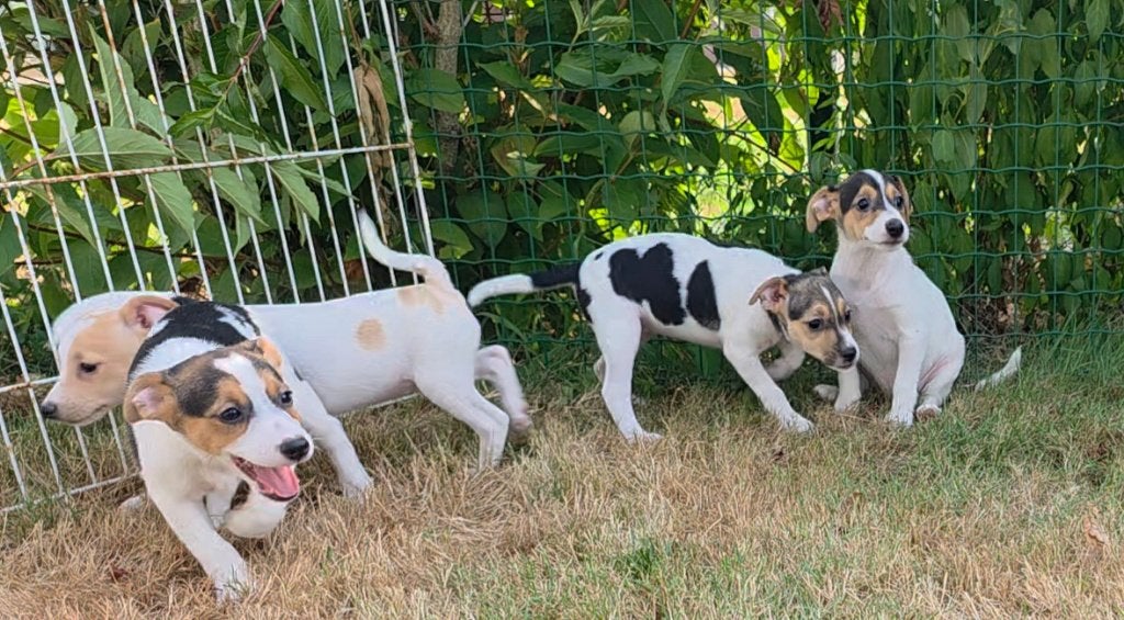 heel mooie boerenfox pups   3 teefjes  en  1 bont reutje, Parvo, 8 tot 15 weken, Meerdere, Meerdere dieren