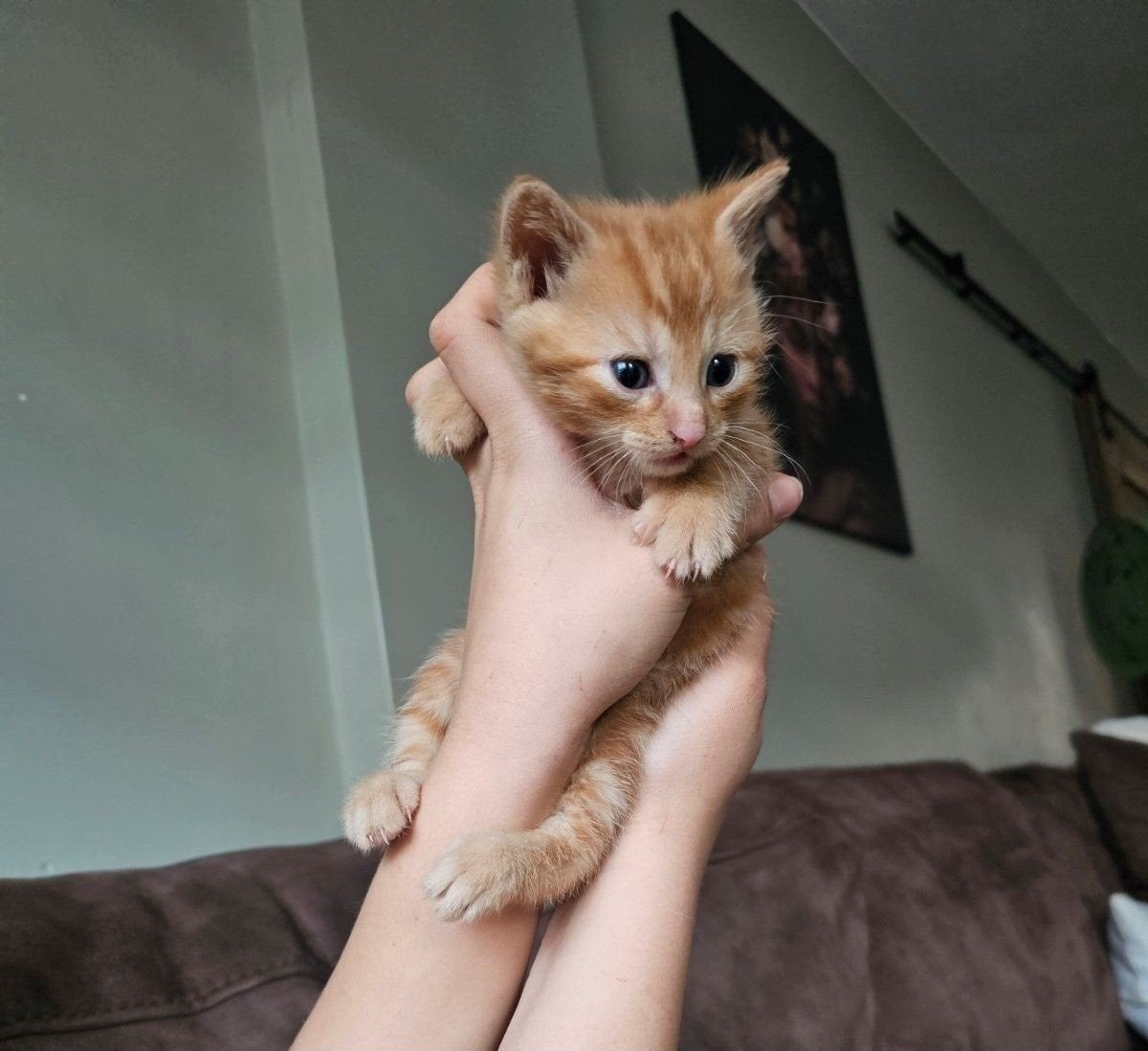mooiste kittens🥰, Dieren en Toebehoren, Meerdere dieren, Kortharig, 0 tot 2 jaar