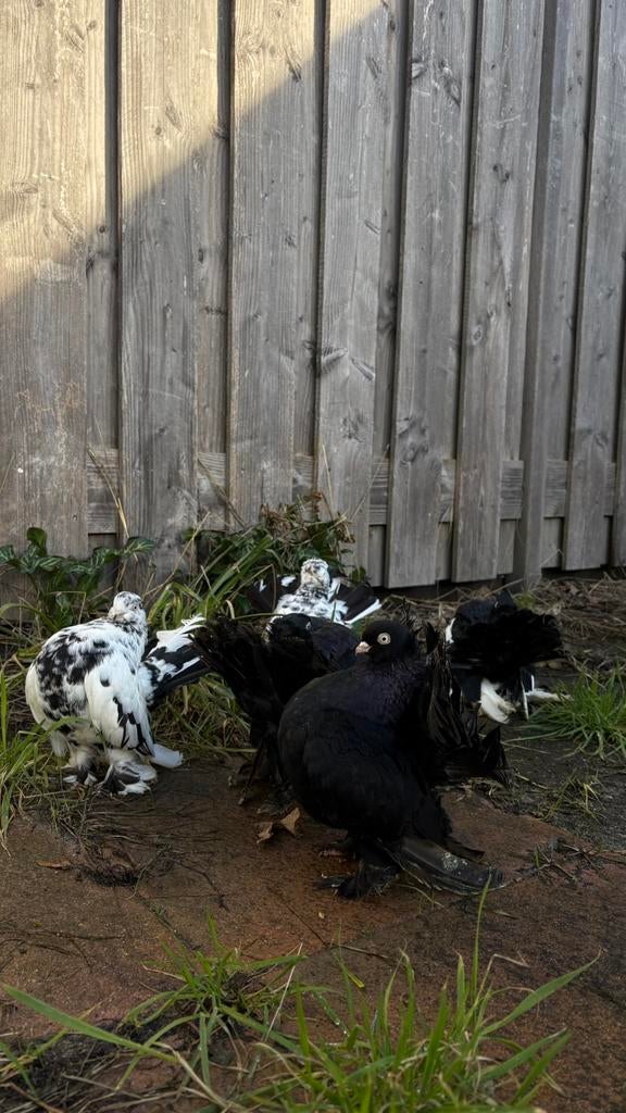 Duiven, Dieren en Toebehoren, Vogels | Duiven, Meerdere dieren, Overige soorten
