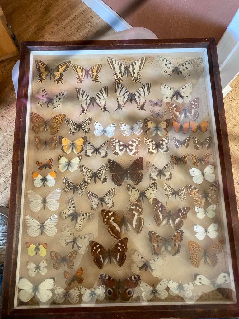Prachtige oude vlinder collectie in lijst, Ophalen, Gebruikt, Insect, Opgezet dier