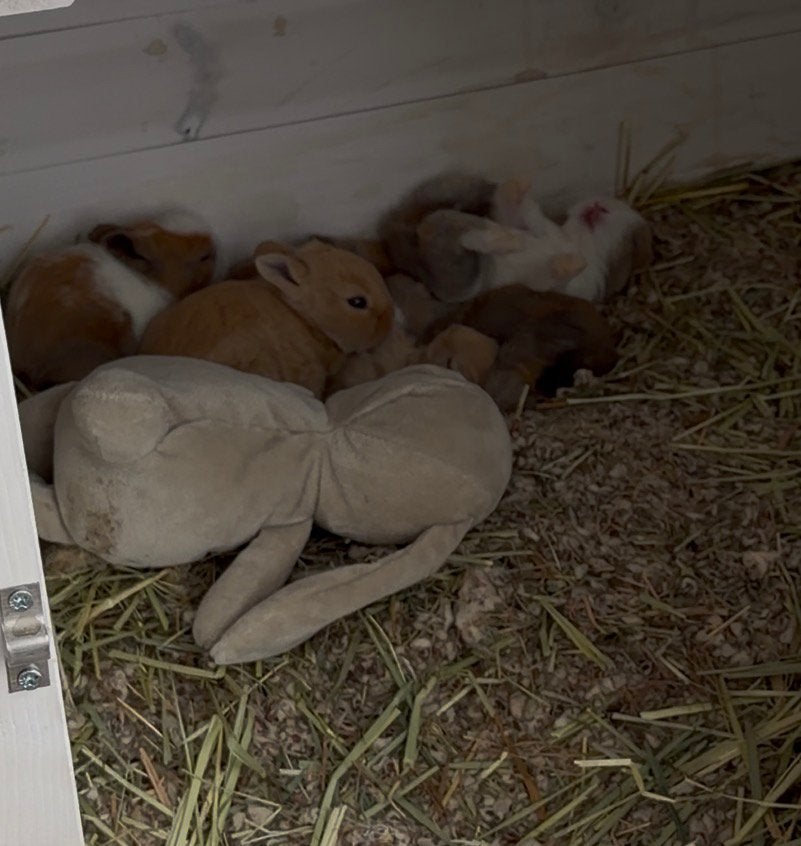Baby leeuwenkop konijntjes, Dieren en Toebehoren, Konijnen, Meerdere dieren, Dwerg