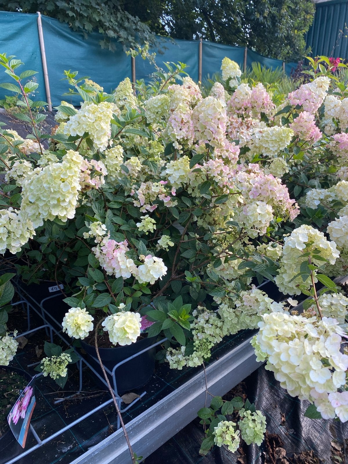 Hydrangea paniculata 'Sundae Fraise' 7,5L nu €15, Volle zon, Vaste plant, Zomer, Ophalen