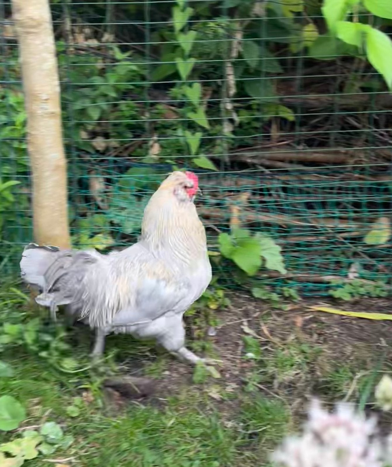 Araucana haan lavendel, Dieren en Toebehoren, Pluimvee, Mannelijk, Kip