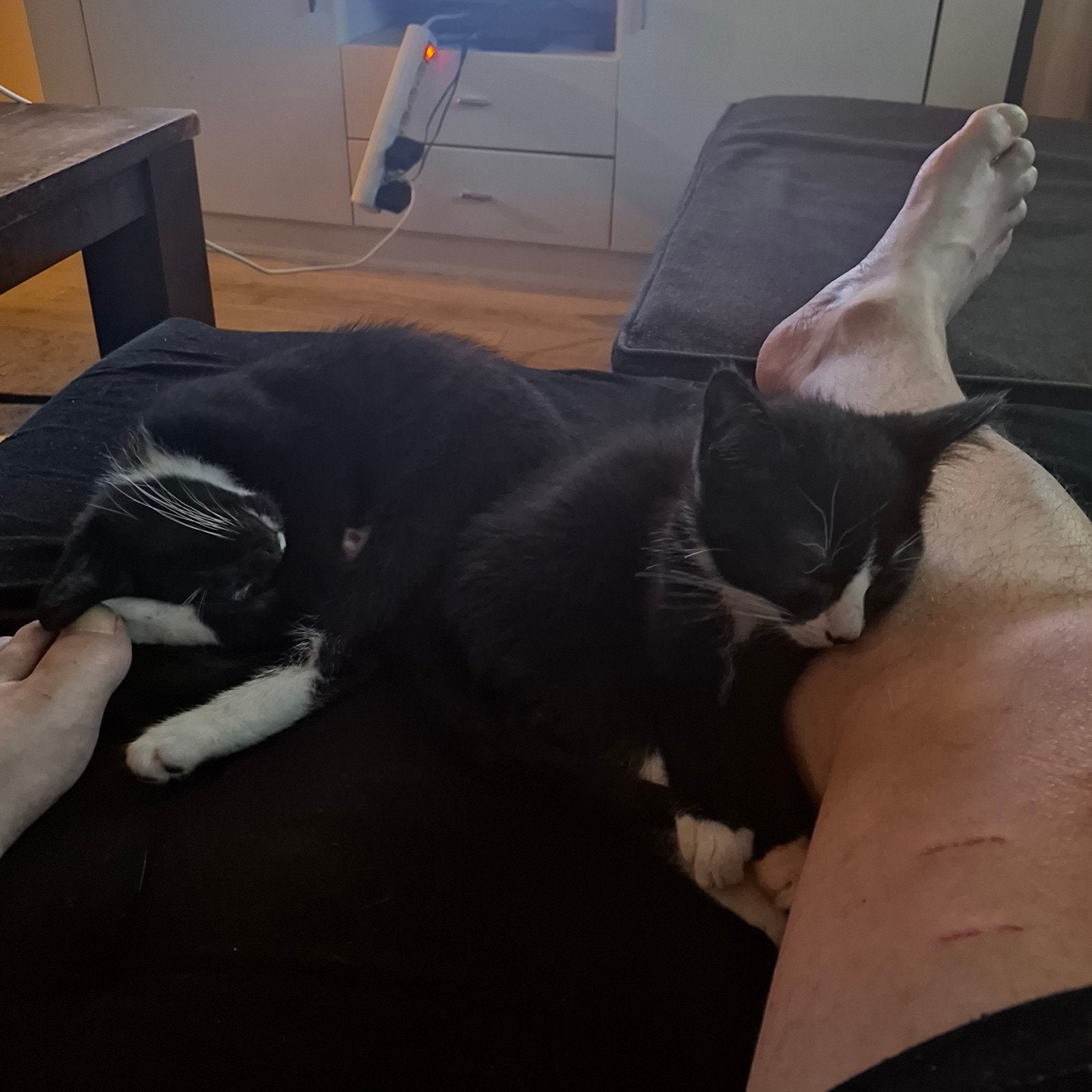 katertjes en Poesje mogen naar hun nieuwe goude mandje 😻