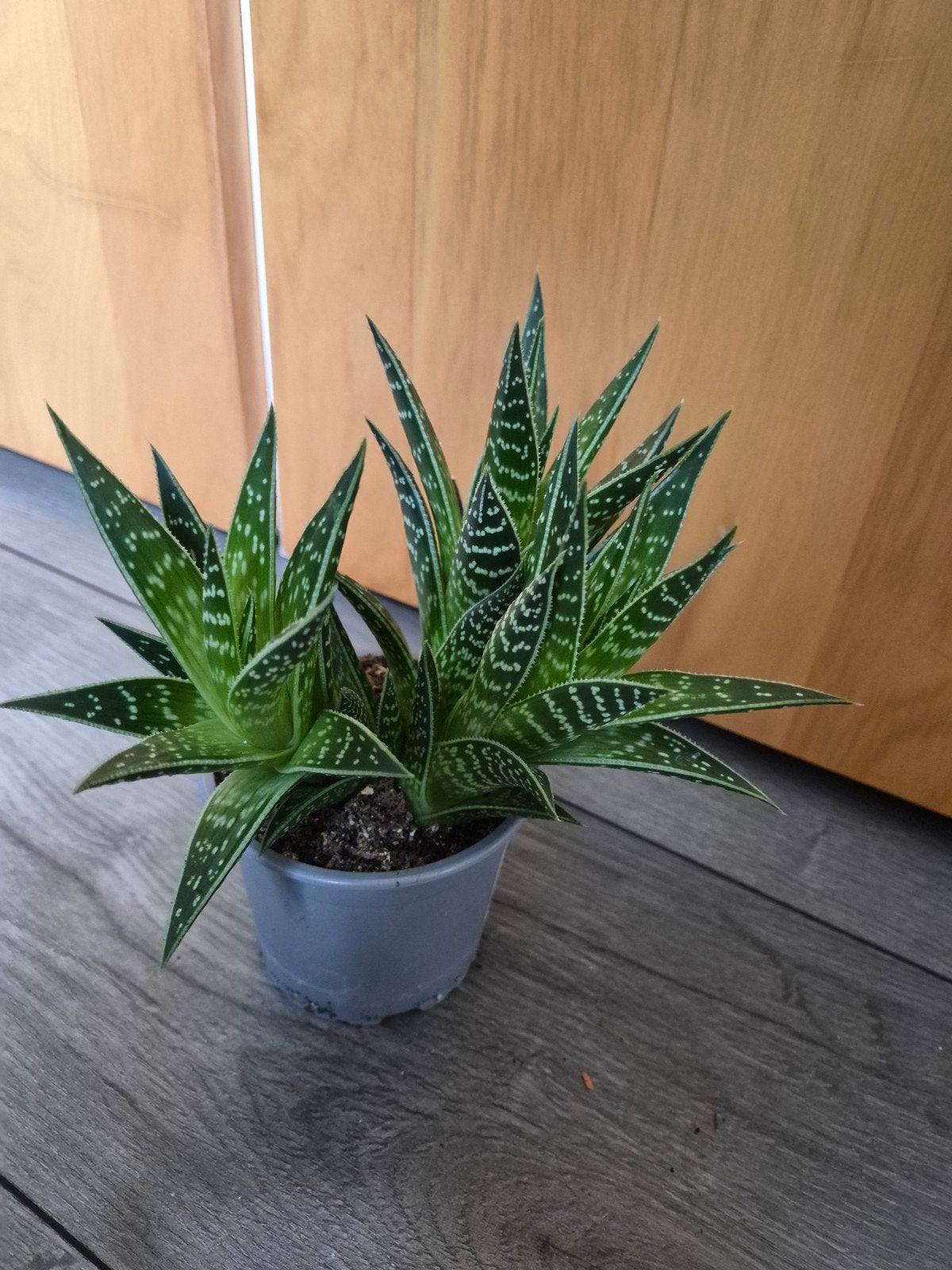 Vetplant - diverse stekken verkrijgbaar, Groene kamerplant, Ophalen of Verzenden, Halfschaduw, Minder dan 100 cm