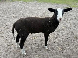 Zwartblesschaap lammetje, Mannelijk, Schaap, 0 tot 2 jaar