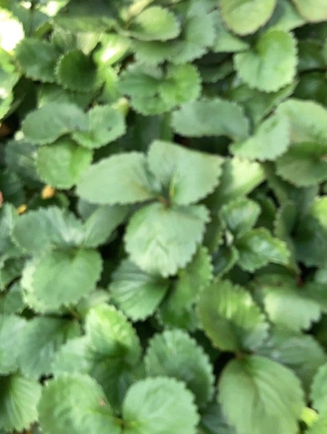 Aardbeienplant stekjes - Zoete grote  rode aardbeien!, Ophalen, Overige soorten, Minder dan 100 cm