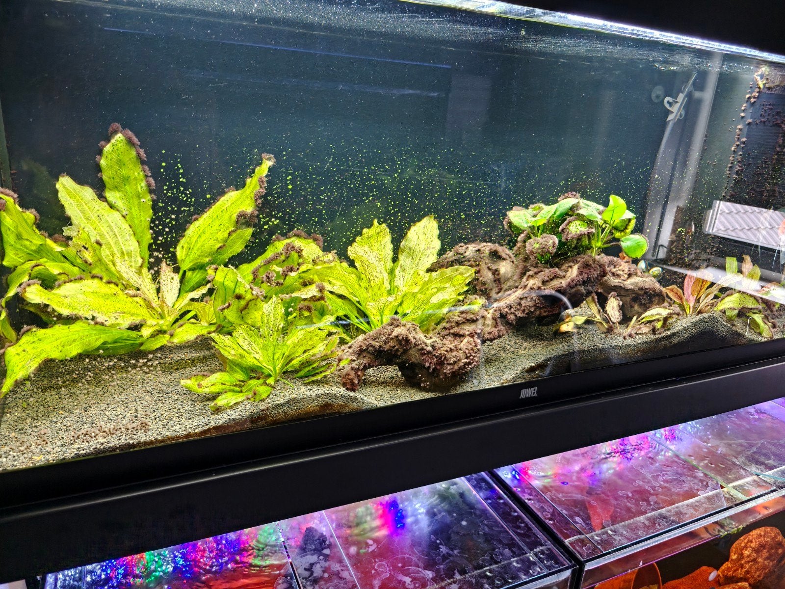 Juwel rio 240L, Dieren en Toebehoren, Ophalen, Gebruikt, Leeg aquarium