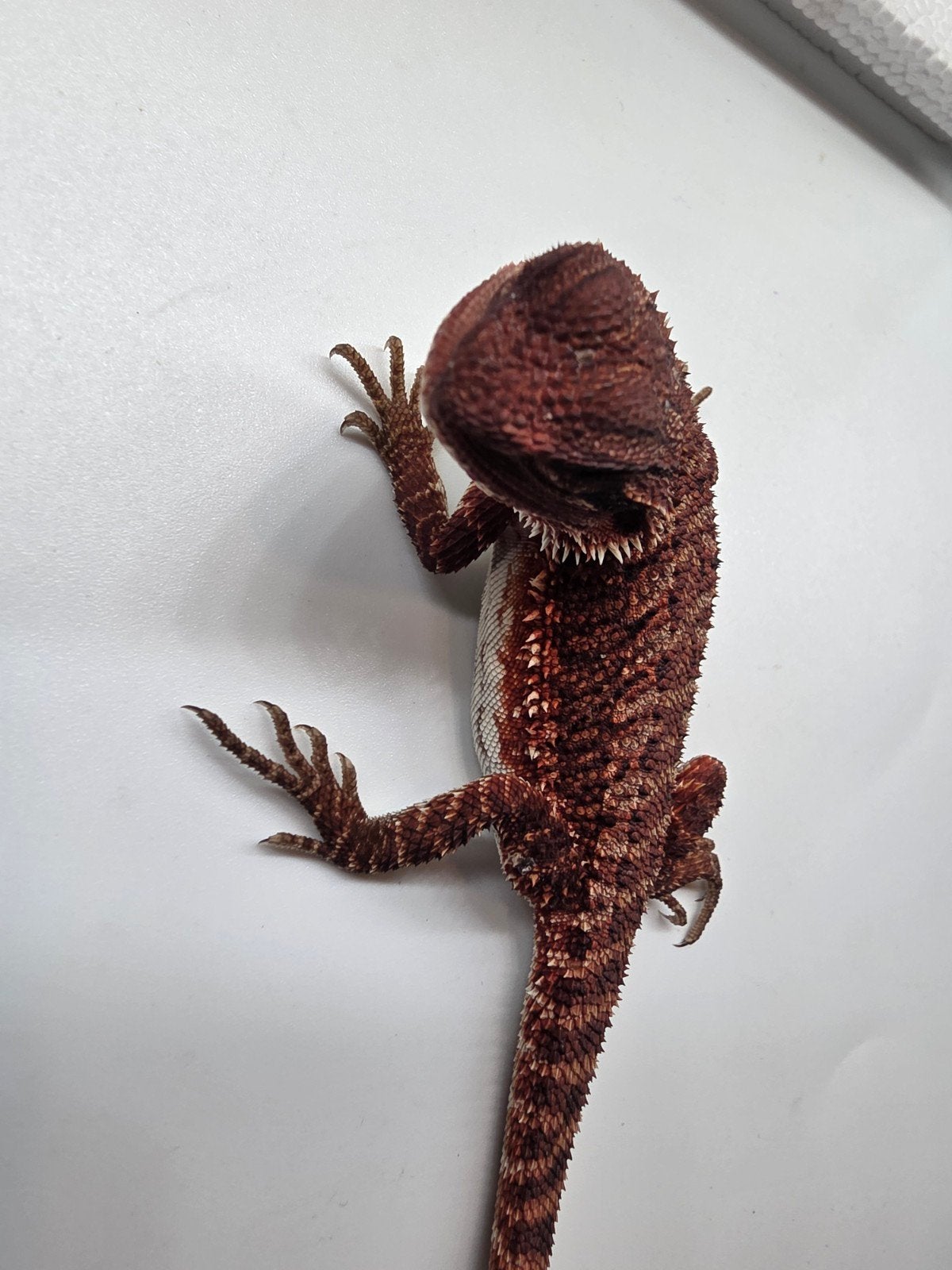 Baardagaam dark red monster het hypo man Bearded Dragon photo 2