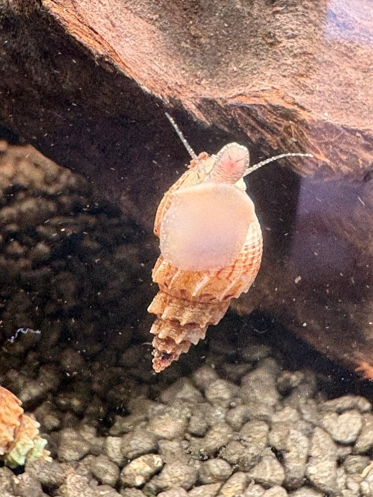 Thiara scabra ‘Ankylosaurus’ Aquariumslak, Slak of Weekdier, Zoetwatervis