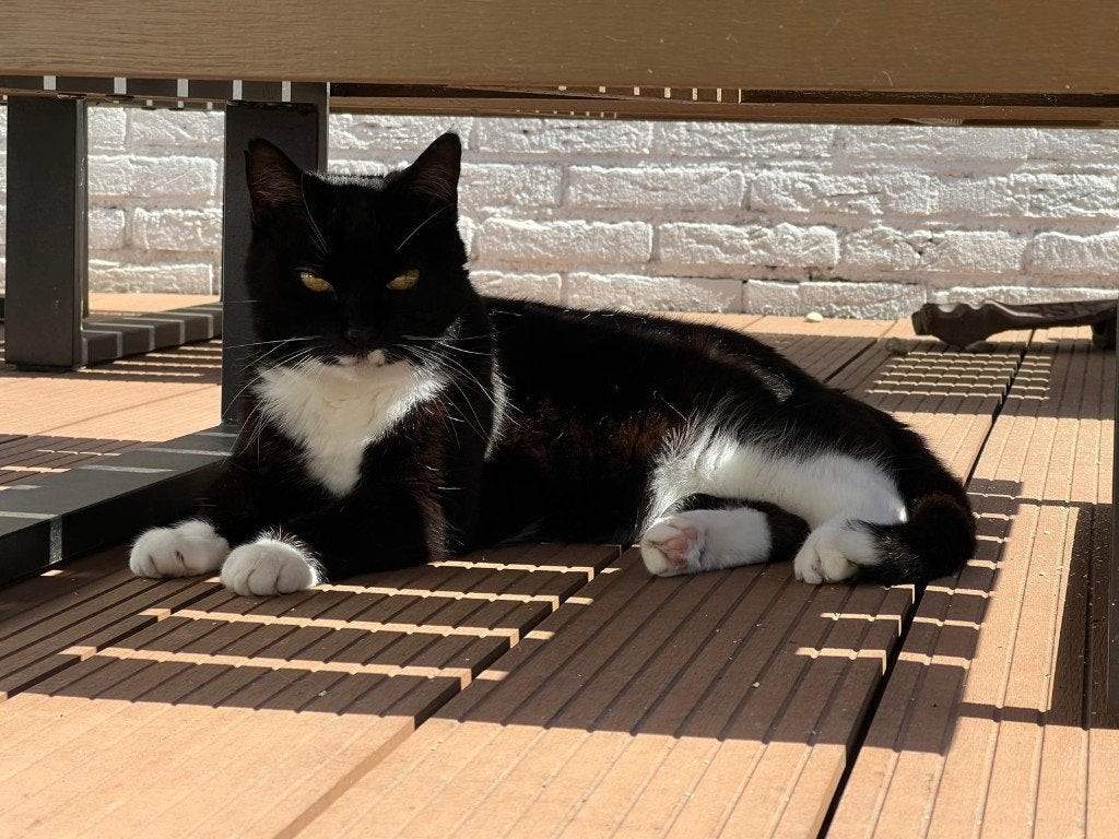 Liefdevol thuis gezocht voor 18-jarige poes, Poes, Kortharig, 6 jaar of ouder