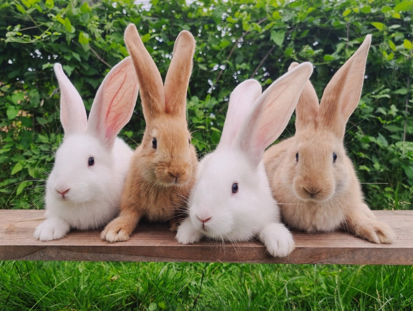 Te koop: Duitse Reus x Vlaamse Reus konijntjes, Dieren en Toebehoren, Meerdere dieren, Groot, 0 tot 2 jaar