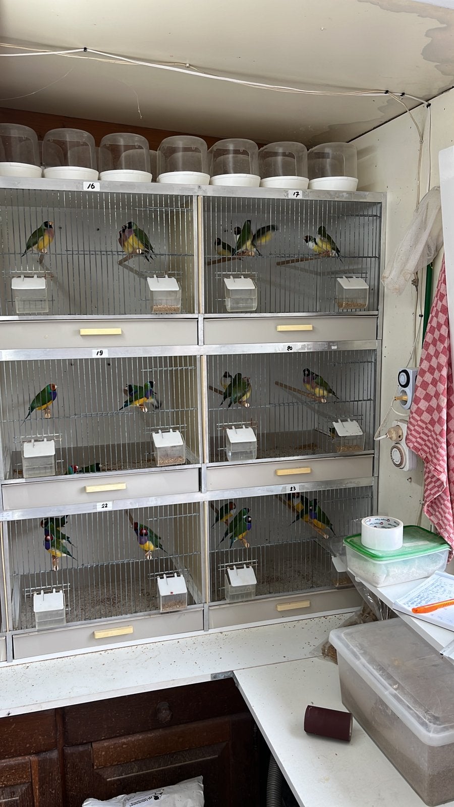 Gouldamadine per koppel, Meerdere dieren
