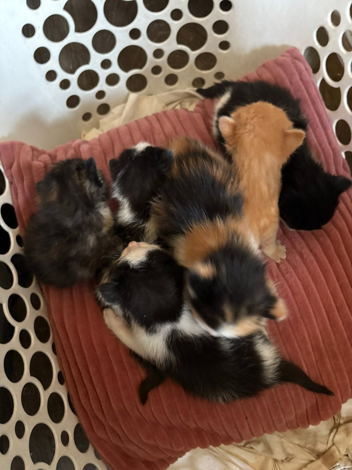 Hele mooie kittens, Dieren en Toebehoren, Meerdere dieren