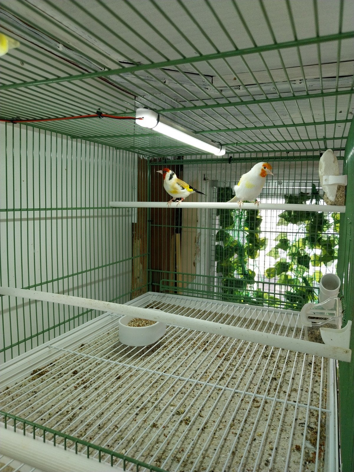 Koppel forse putters, Dieren en Toebehoren, Meerdere dieren, Wildzangvogel