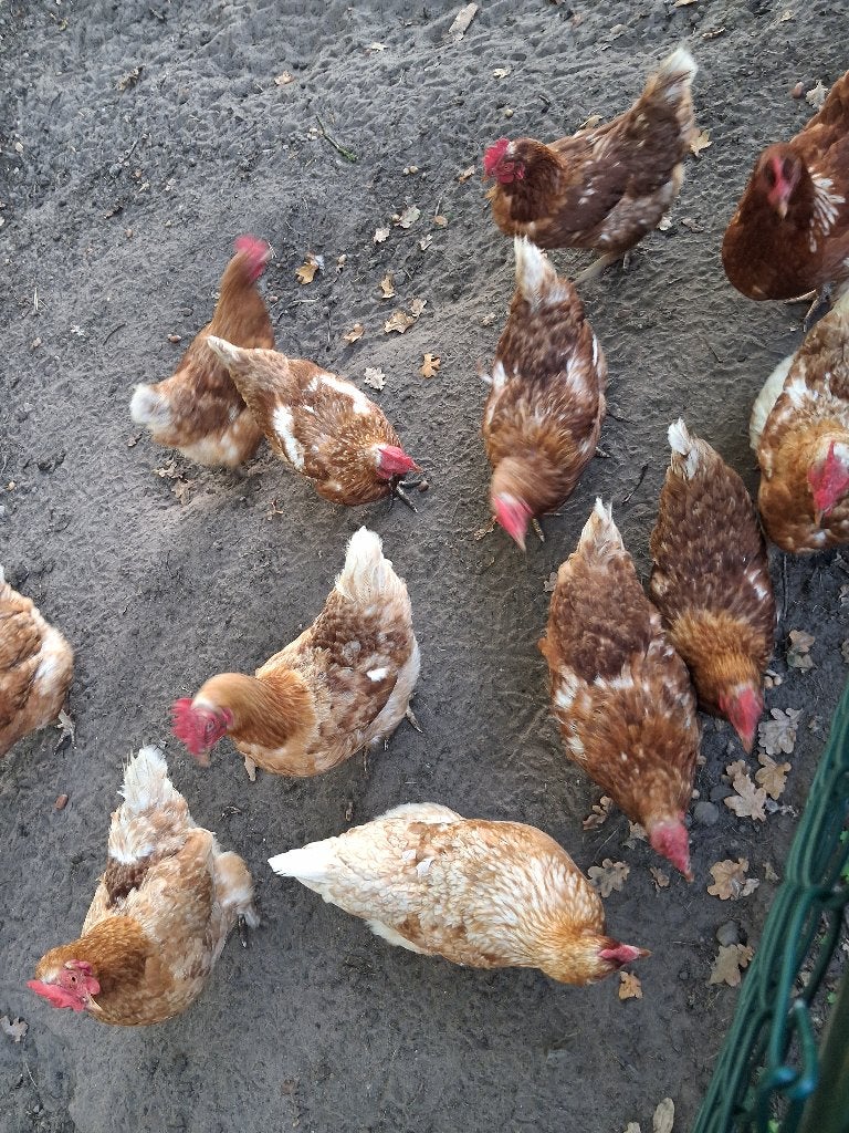 Te koop: bruine leghennen, Dieren en Toebehoren, Vrouwelijk, Kip