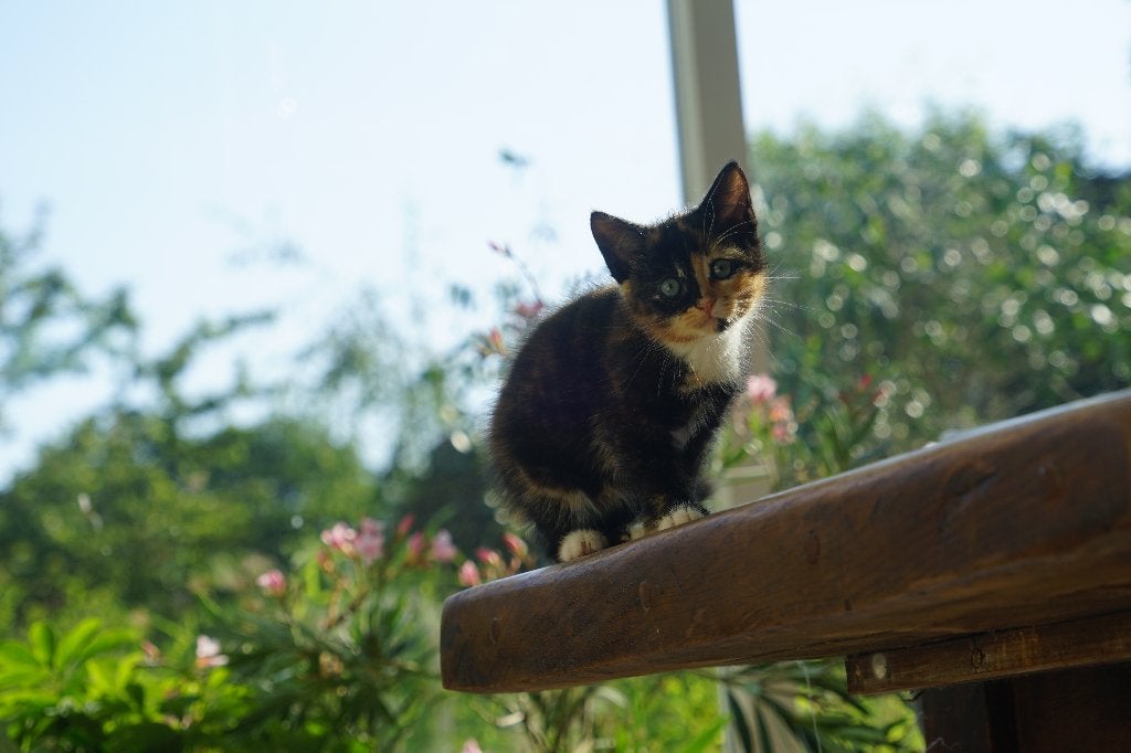 gezonde mooie kittens, Dieren en Toebehoren, Meerdere dieren, Kortharig, 0 tot 2 jaar