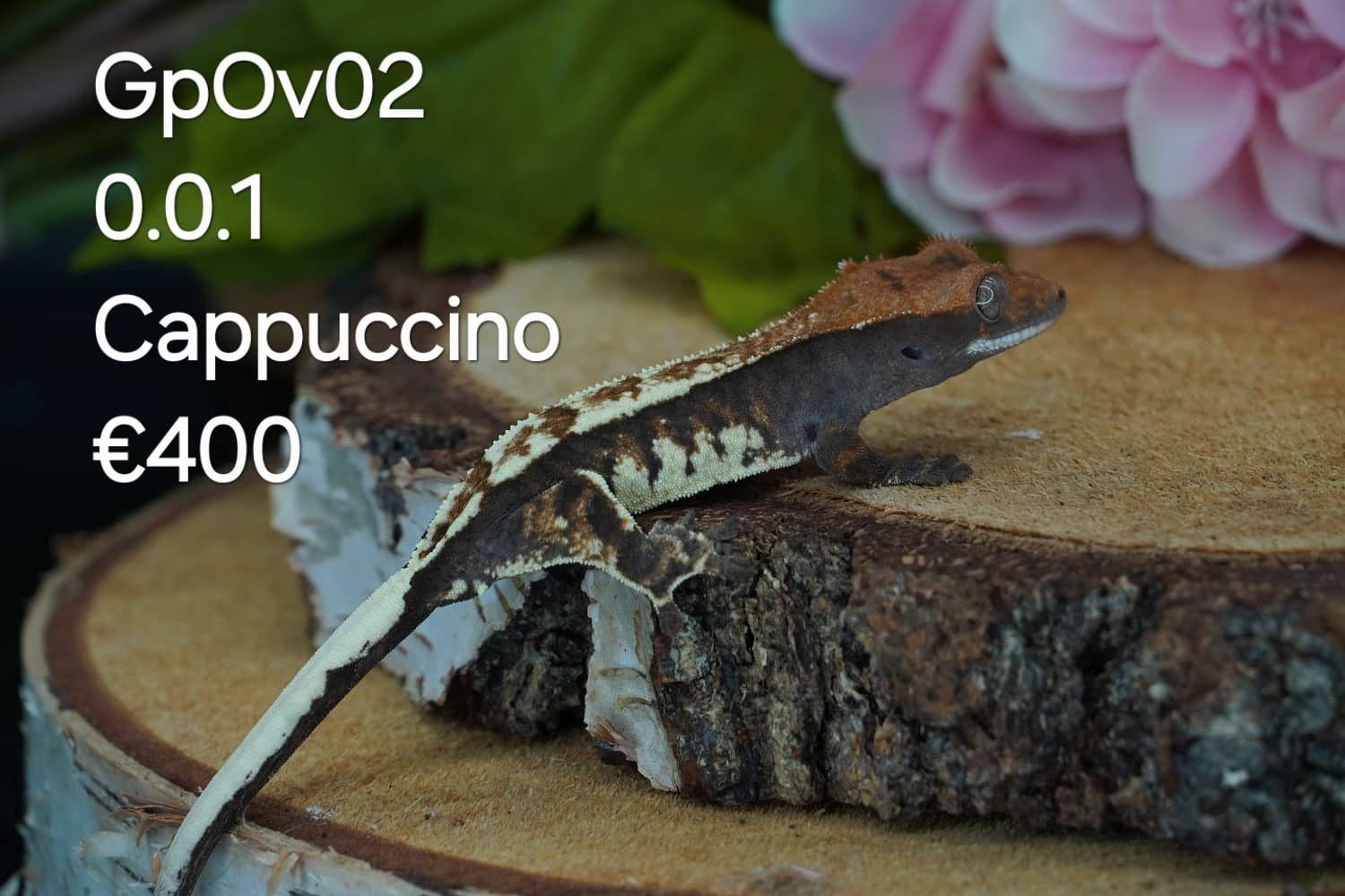 Cappuccino Wimpergekko C. Ciliatus Crested Gecko - unknown for sale from Colourful Exotics