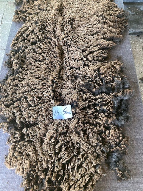 Racka schapenvachten, Meerdere dieren, Schaap