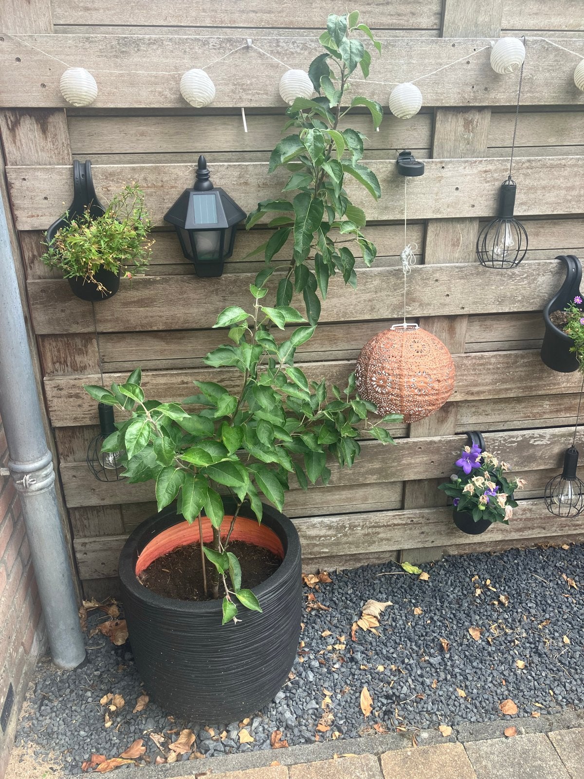 Appelboom  - Jonagold/Elstar?, Ophalen, Volle zon, Vaste plant, Fruitplanten