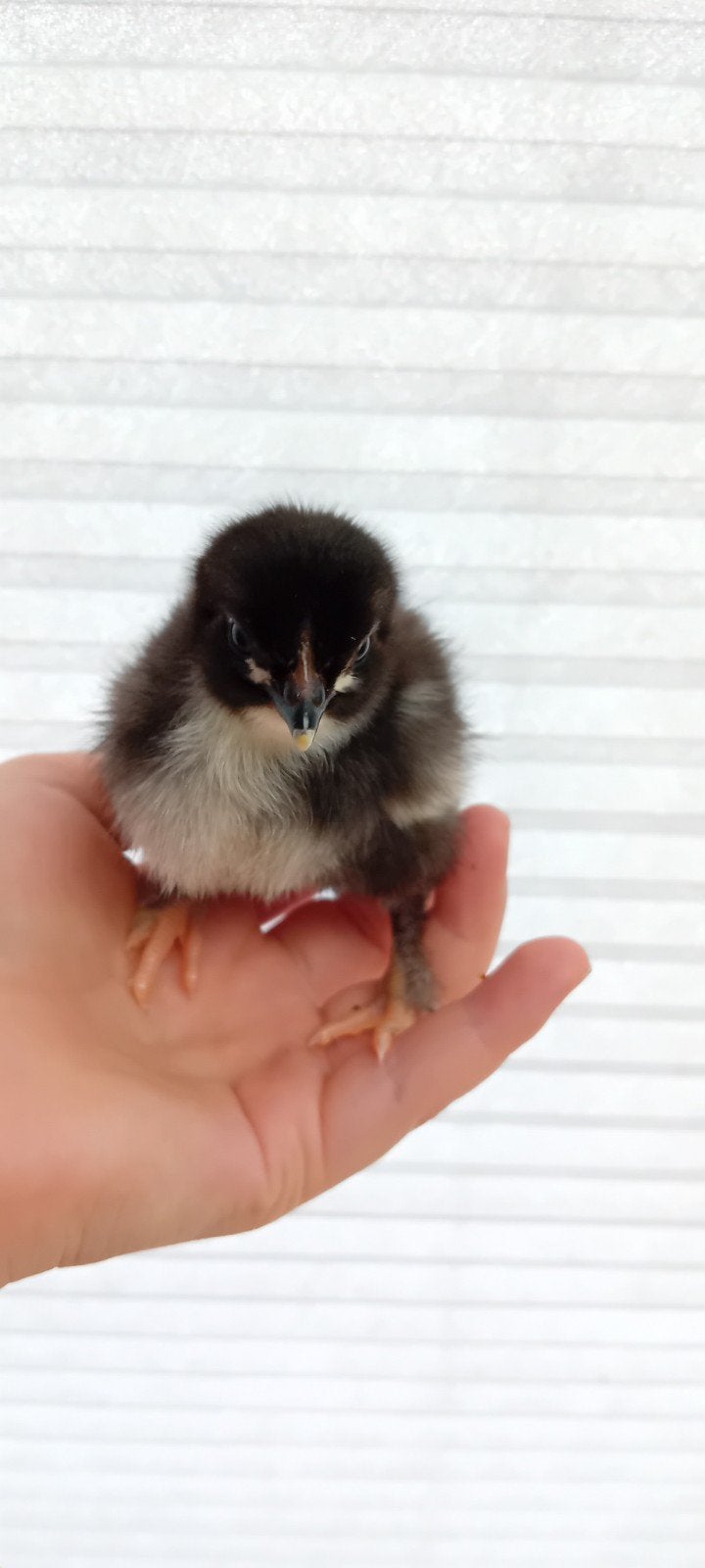 Zuivere Marans en kleurlegger kuikens, Geslacht onbekend, Kip