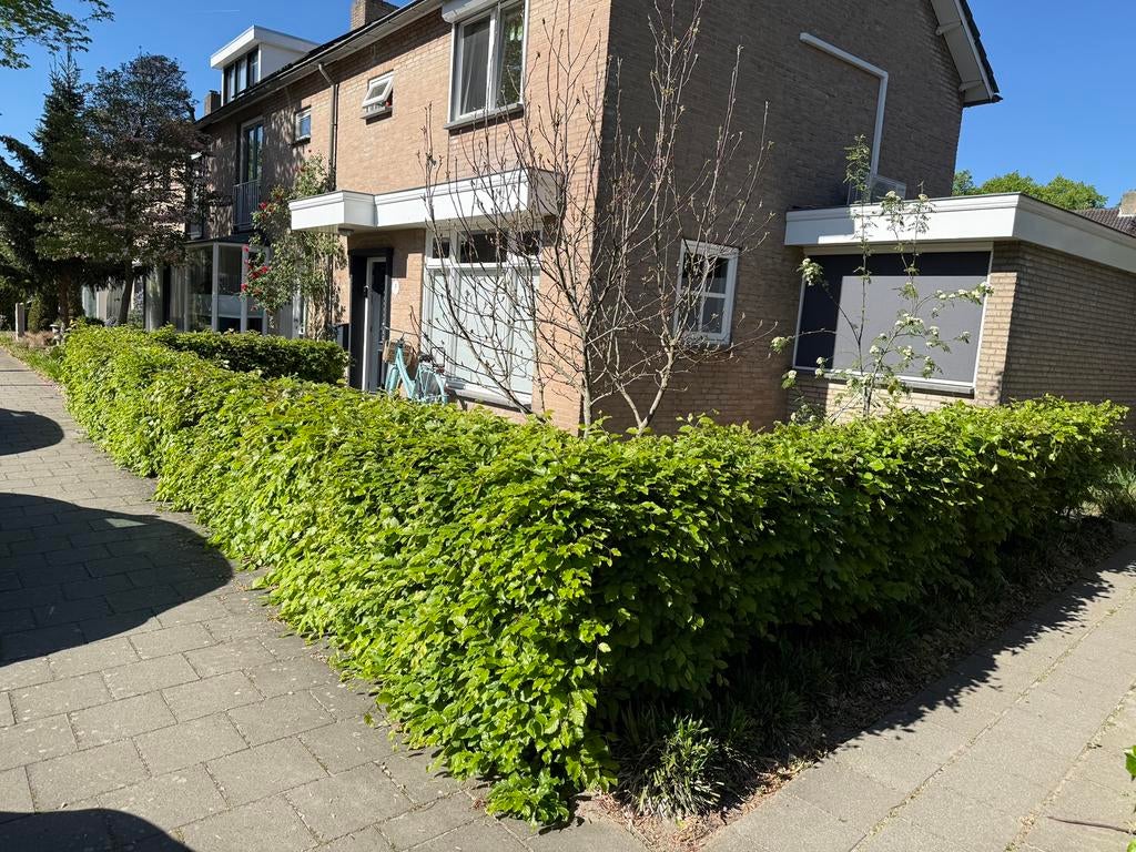 Beukenhaag 17 meter lang, 1m hoog, Ophalen, Beukenhaag, Haag, 100 tot 250 cm
