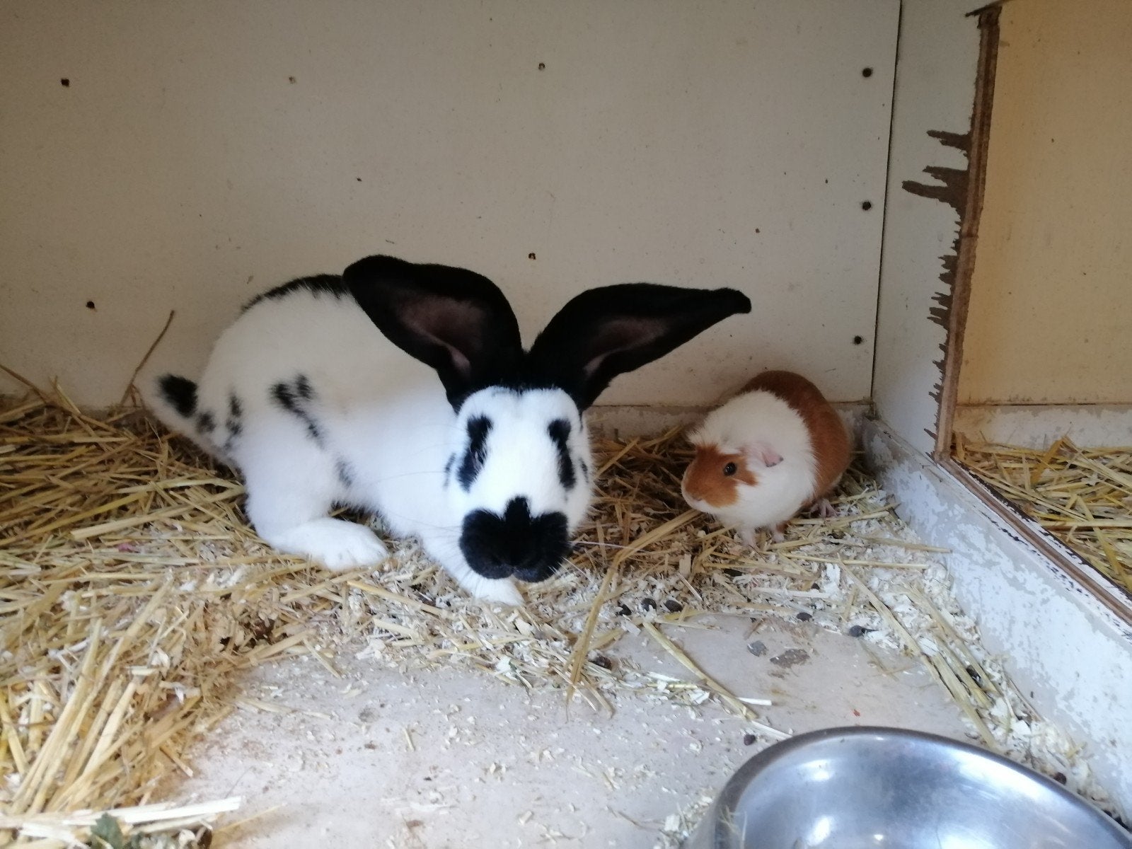 lotharinger rammetje, Dieren en Toebehoren, Mannelijk, Groot, 0 tot 2 jaar