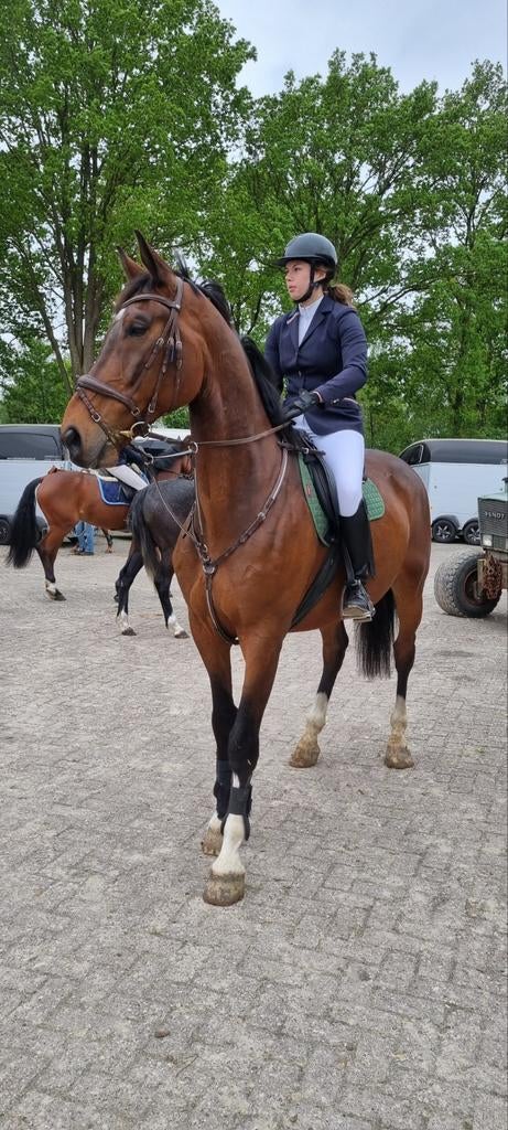 Sport paard allround te koop, Ruin, Dressuurpaard