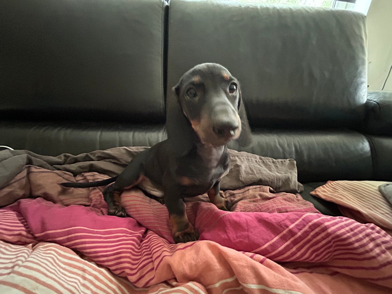 Lief teckel reutje, Parvo, Standaard, Reu, 8 tot 15 weken