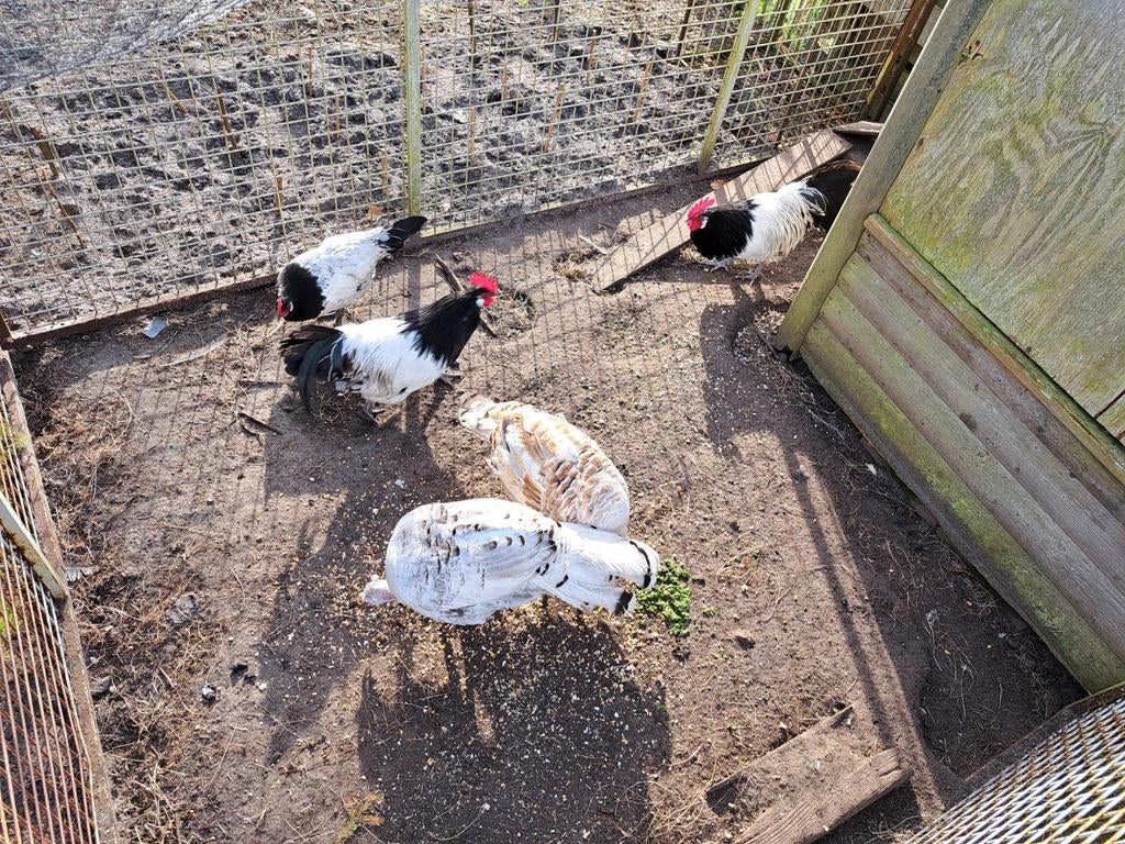 Gratis: Mooie lakenvelder haan, Dieren en Toebehoren, Mannelijk, Kip