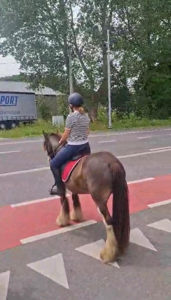 Tinker of Irish cob, uw droompaardje bij ons., Dieren en Toebehoren, Merrie