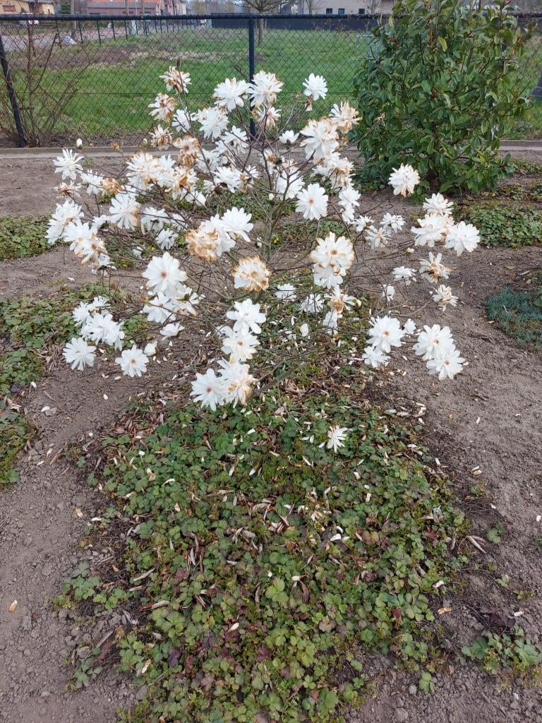 Magnolia Wildcat, Tuin en Terras, Ophalen, Lente, Volle zon, Overige soorten