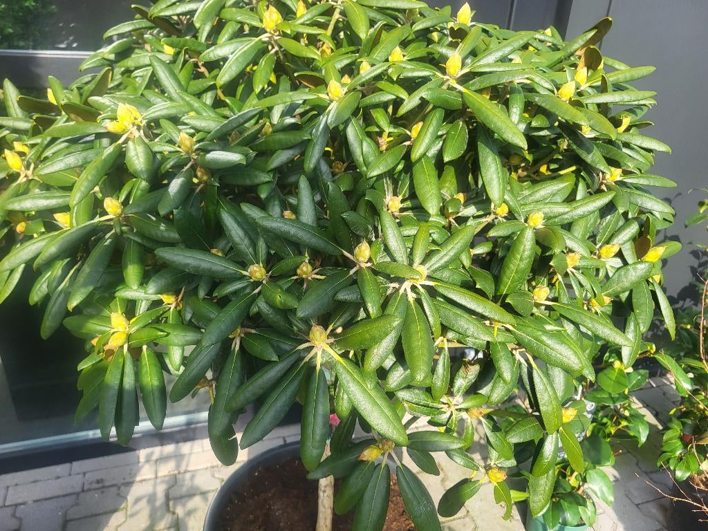 Rhododendron Y Kalinka op stam, Tuin en Terras, Planten | Bomen, Lente, 100 tot 250 cm, Ophalen, Volle zon