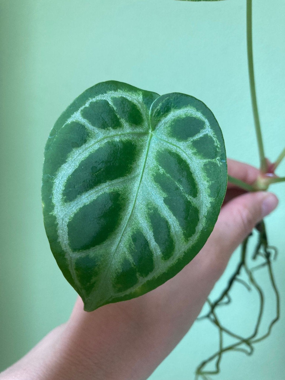 Anthurium Silver Blush - Prachtige zilveren nerven, Ophalen of Verzenden, Volle zon, Minder dan 100 cm