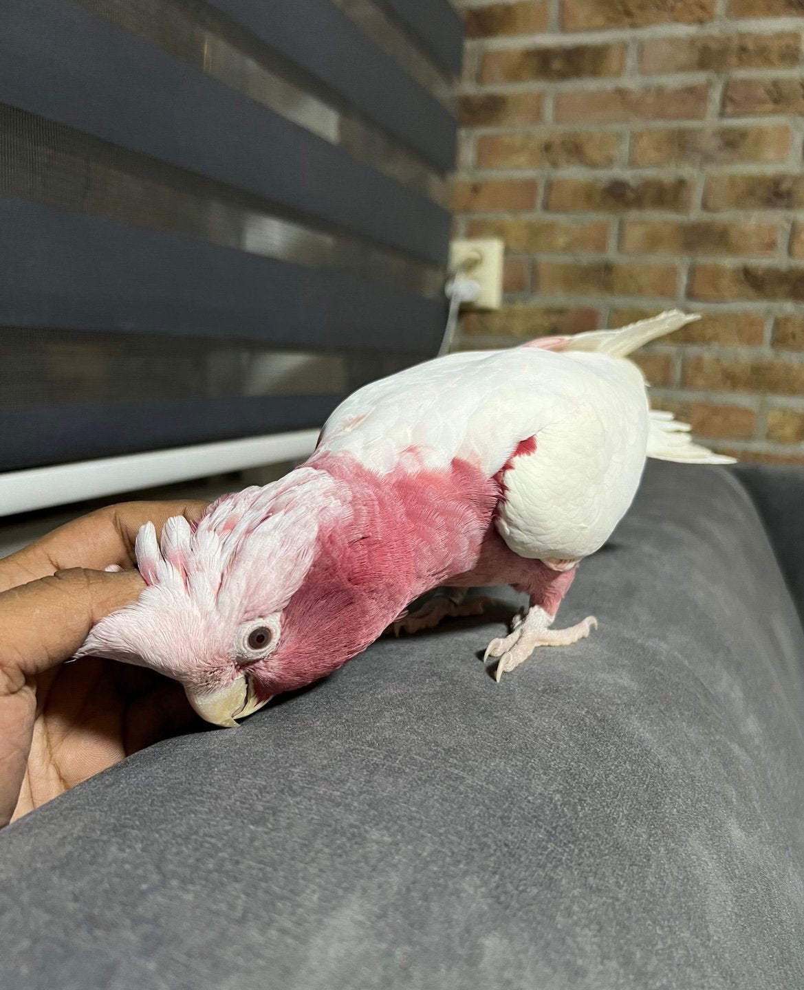 Mega handtamme lieve lutino rose kaketoe te koop!, Vrouwelijk, Papegaai