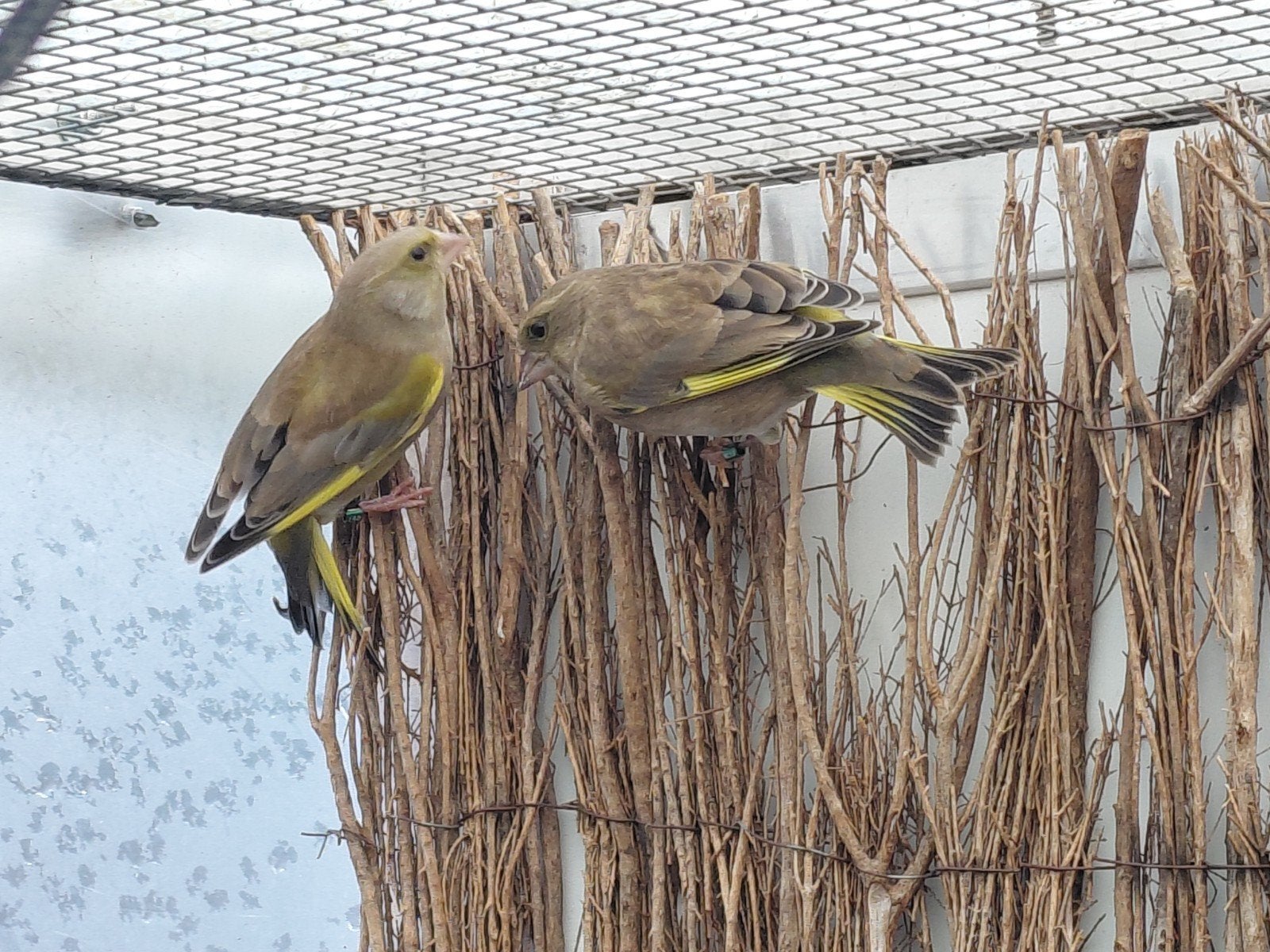 Groenlingen pop en man verwant, Meerdere dieren, Wildzangvogel, Geringd