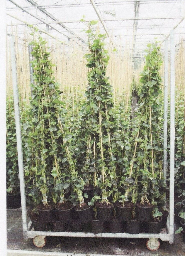 Hedera Hibernica gestokt 80/100 t/m 175cm Klimop voor hagen, Ophalen, Vaste plant, Bloeit niet, Halfschaduw